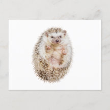 Hedgehog