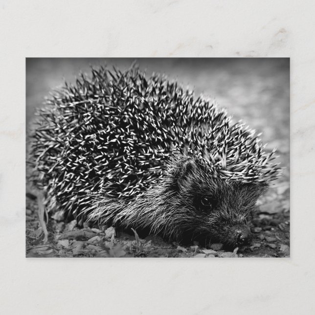 Hedgehog Postcard (Front)