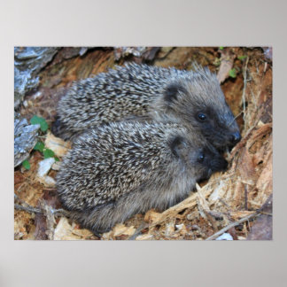 Hedgehog Poster