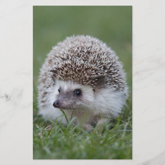 Hedgehog Stationery (Front)