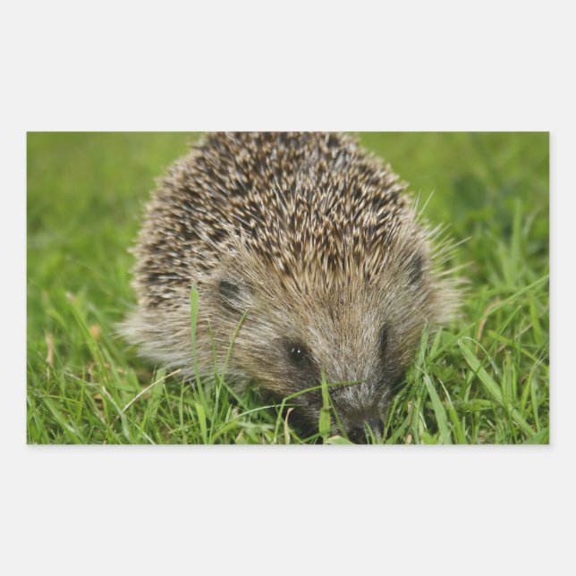 Hedgehog Stickers (Front)