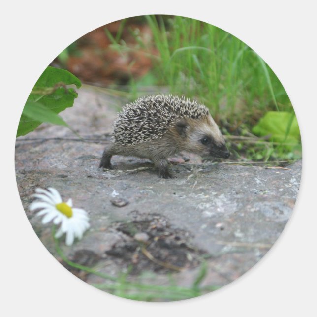 Hedgehog stickers - customisable (Front)