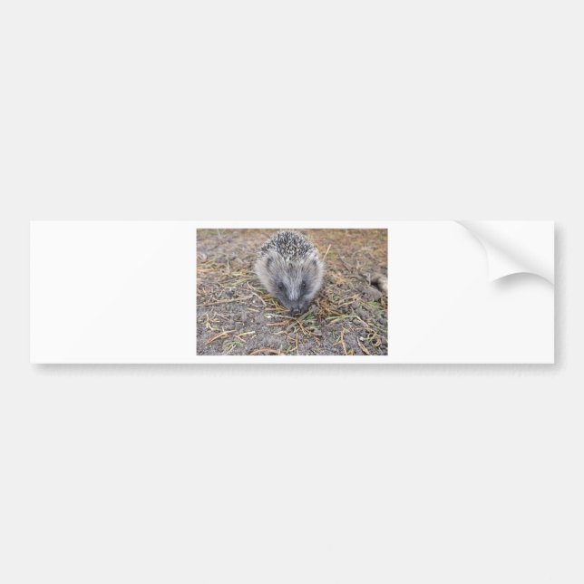 Hedgie Products Bumper Sticker (Front)