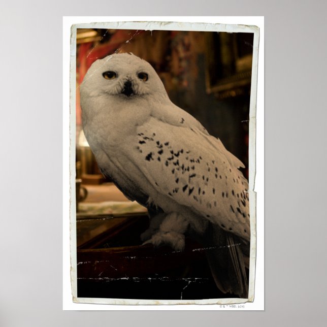 Hedwig 3 poster (Front)