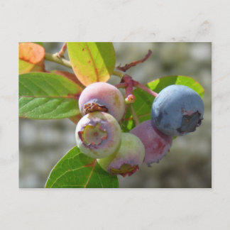 Heidelbeere Postkarte Postcard