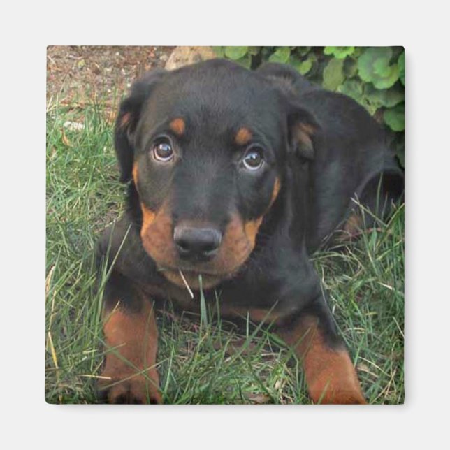 Heidi Guilt Puppy Magnet (Front)