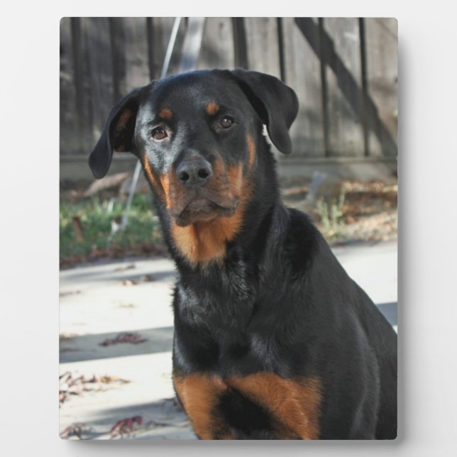 Heidi Rottweiler Backyard Photo Plaque (Front)