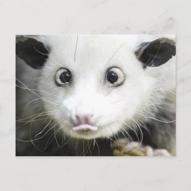 Heidi The Cross Eyed Opossum Postcard (Front)