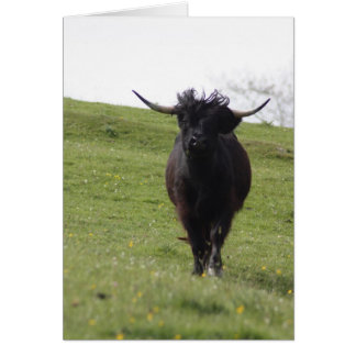 Heilan Coo running