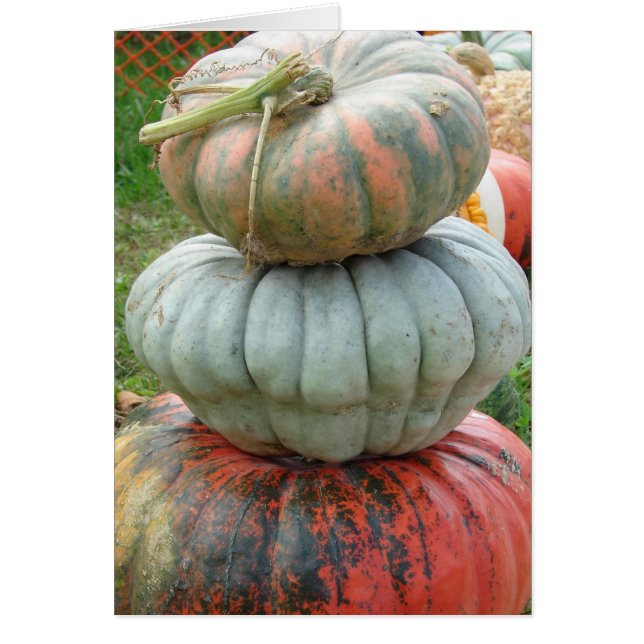 Heirloom Pumpkin Stack (Front)