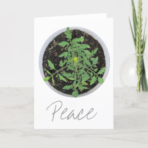 Heirloom Tomato Plant Peace Sign Greeting Cards