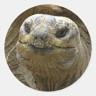 Helaine's Aldabra Tortoise Classic Round Sticker