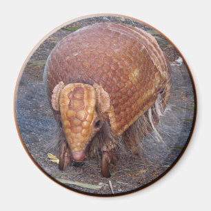 Helaine's Armadillo Magnet