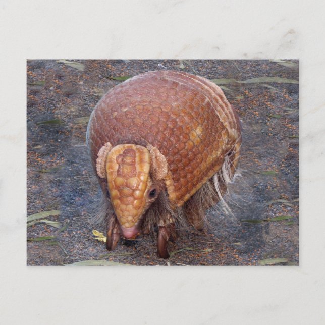 Helaine's Armadillo Postcard (Front)