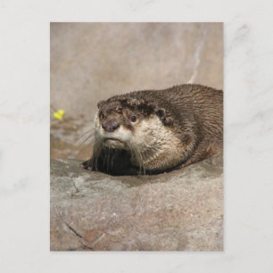 Helaine's Otter Postcard