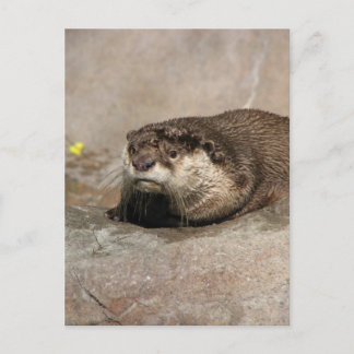 Helaine's Otter Postcard
