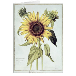 Helianthus Annuus from 'Velins du Roi Vol.36'