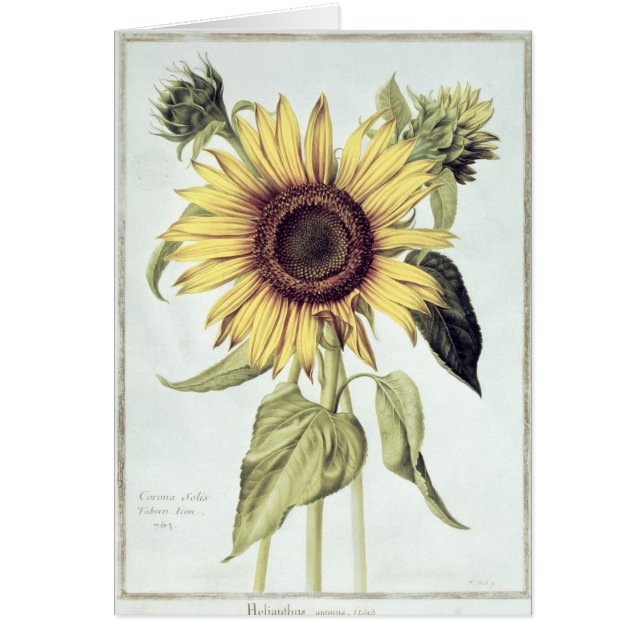 Helianthus Annuus from 'Velins du Roi Vol.36' (Front)