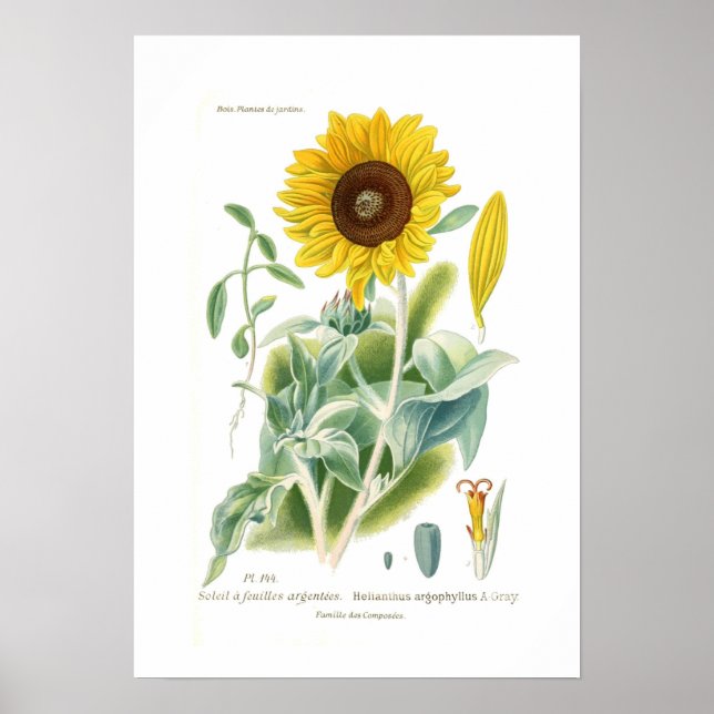 Helianthus argophyllus poster (Front)