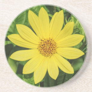 Helianthus 'Lemon Queen' Sunflower Coaster