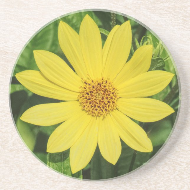 Helianthus 'Lemon Queen' Sunflower Coaster (Front)