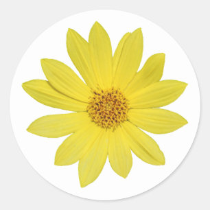 Helianthus 'Lemon Queen' Sunflower (isolated) Classic Round Sticker
