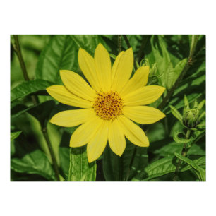 Helianthus 'Lemon Queen' Sunflower Poster