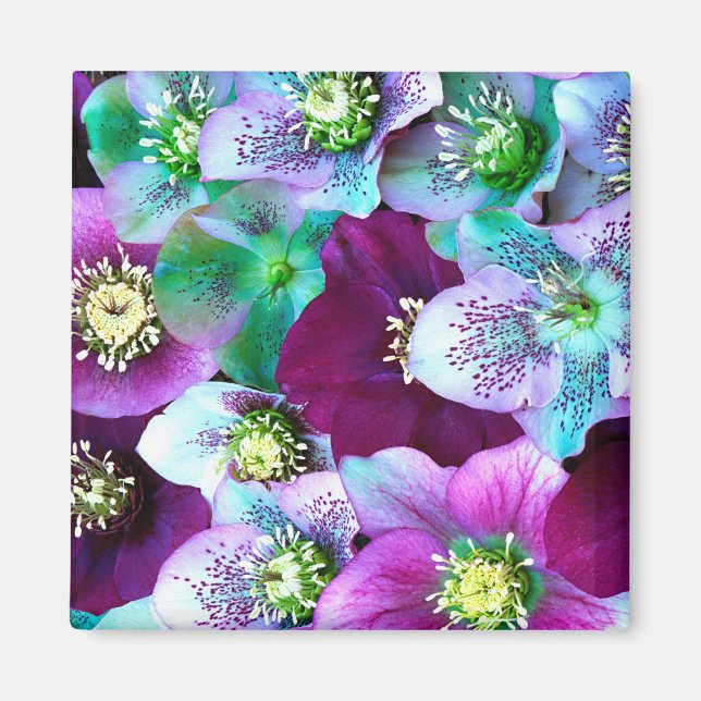 Heliborus pattern of winter blooming flower, magnet (Front)