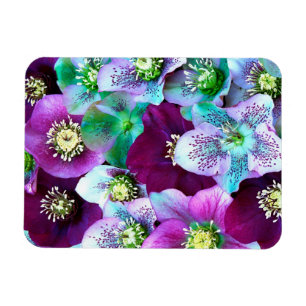 Heliborus pattern of winter blooming flower, magnet