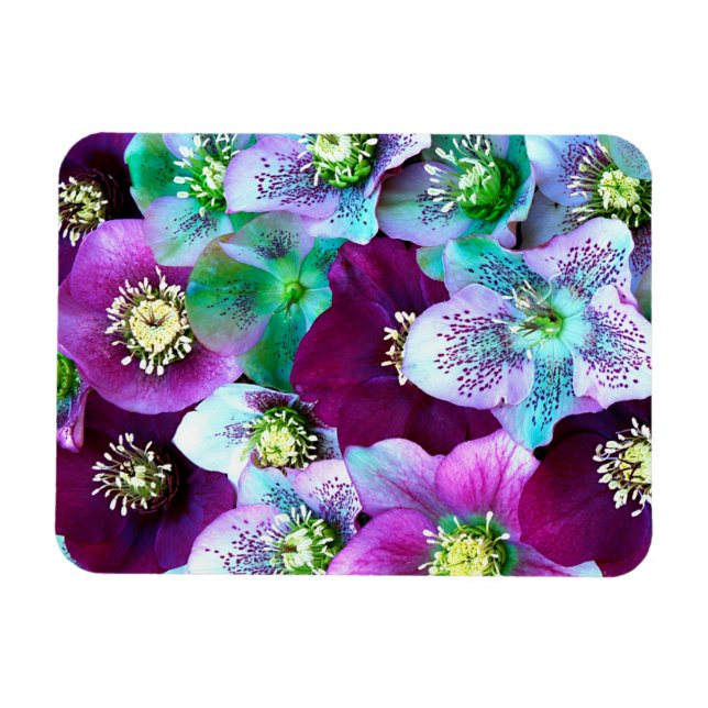 Heliborus pattern of winter blooming flower, magnet (Horizontal)
