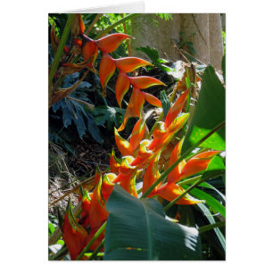 Heliconia