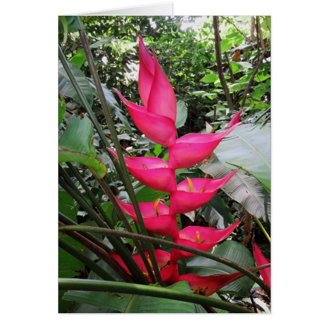 Heliconia (Front)