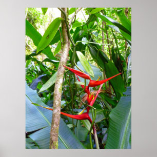 Heliconia and Vanilla Orchid Vine Poster