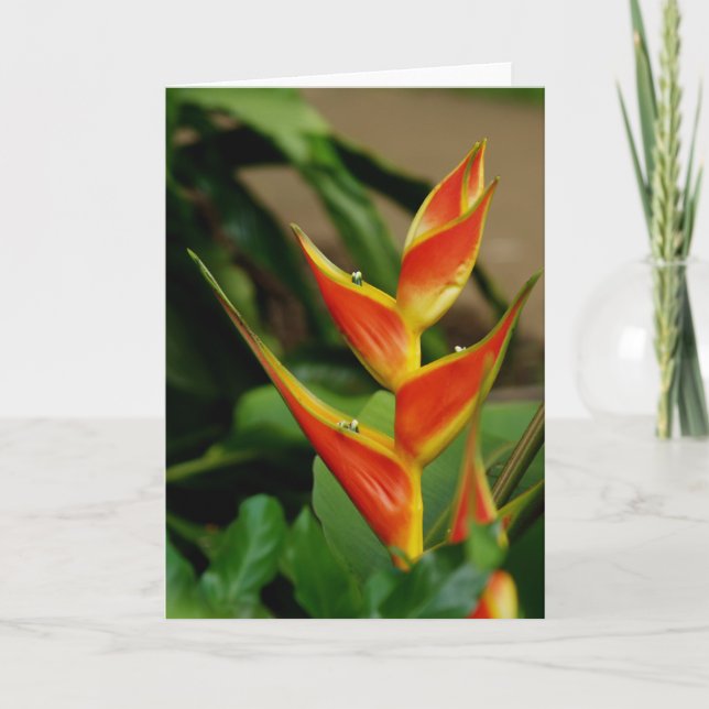 Heliconia, blank card (Front)