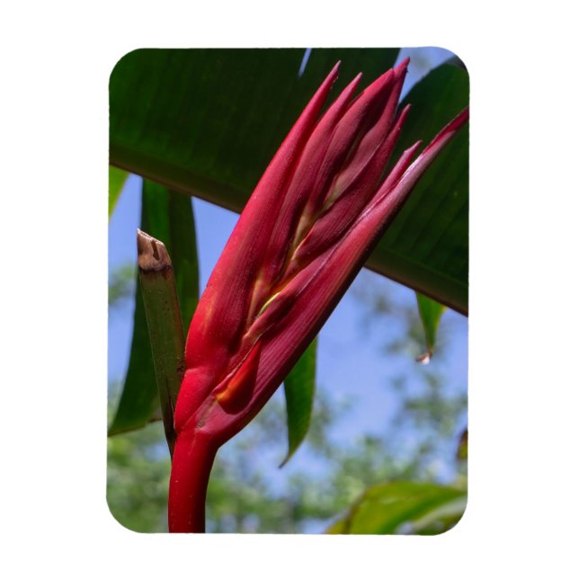 Heliconia Lobster Claw Magnet (Vertical)