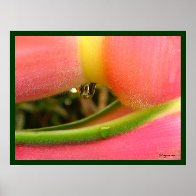 Heliconia PeachFuzz Close Up Poster Print (Front)
