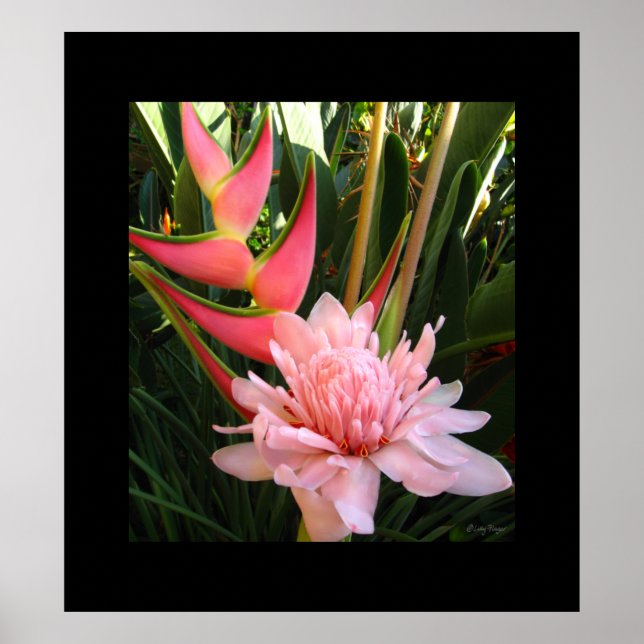 Heliconia Pink Torch Ginger Hawaiian Poster Prints (Front)