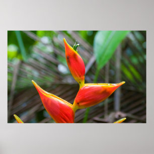 Heliconia Plant, Iquitos, Maynas, Peru Poster