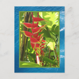 Heliconia rostrata postcard