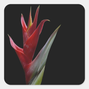 Heliconia Square Sticker