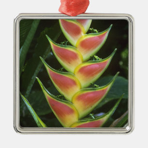 Heliconias, Heliconia walkeriana), La Selva Metal Tree Decoration