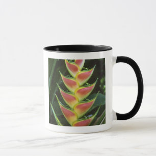 Heliconias, Heliconia walkeriana), La Selva Mug