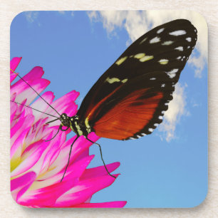 Heliconius hecate butterfly on a pink Dahlia  Coaster
