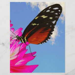 Heliconius hecate butterfly on a pink Dahlia  Custom Letterhead