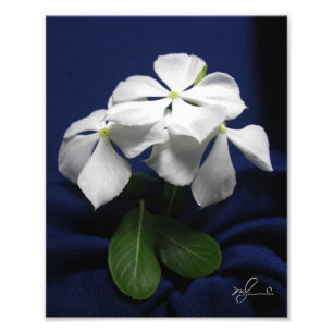 Helicopter Flowers Photo Print