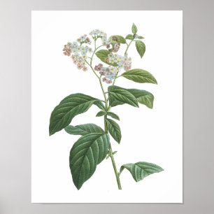 heliotrope(Heliotropium corymbosum) by Redouté Poster