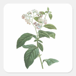 heliotrope(Heliotropium corymbosum) by Redouté Square Sticker