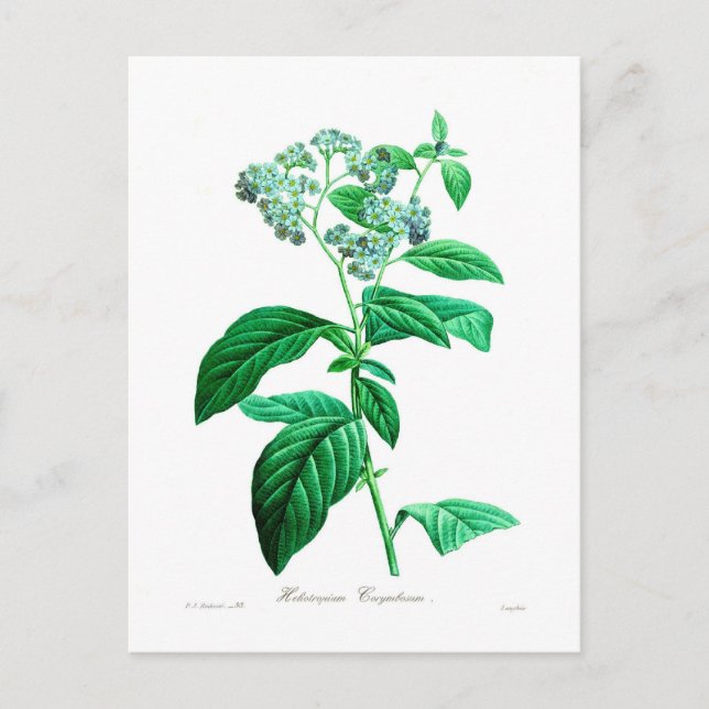 Heliotropium corymbosum postcard (Front)