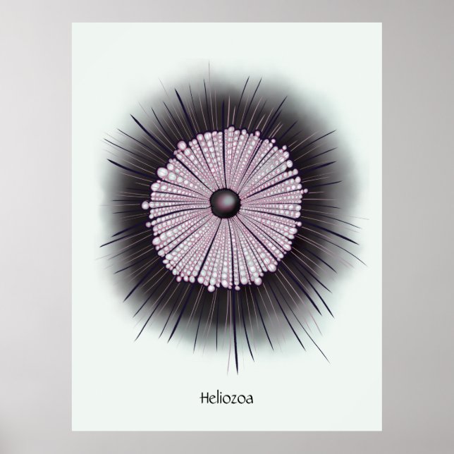 Heliozoa Microbe Microbiology Digital Art Poster (Front)