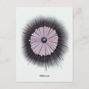Heliozoa Microbiology Geek Digital Art Postcard